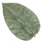 Children's Art and Craft Projects for Arbor Day